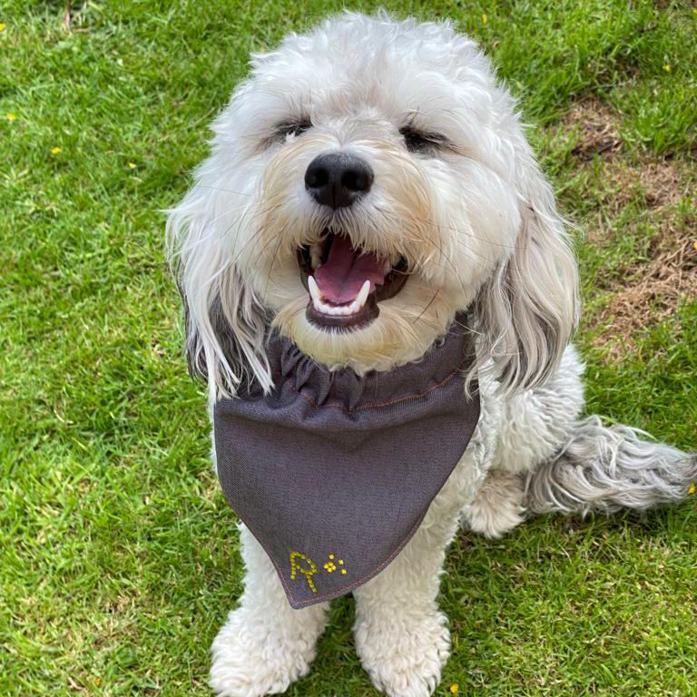 INSTRUCTIONS: Dog Bandanas: PRINTED VERSION