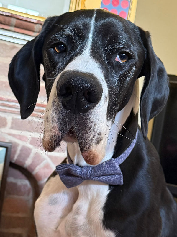 READY MADE: One Bow Tie: CHARCOAL GREY Herringbone