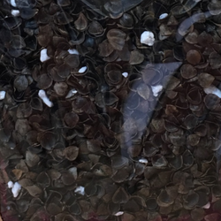 FILLING/STUFFING: Organic Buckwheat: Sandalwood: 250g Bag