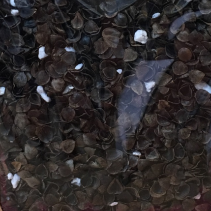 FILLING/STUFFING: Organic Buckwheat: Sandalwood: 250g Bag