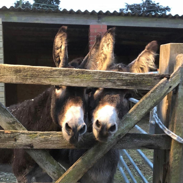 Natasha's Pay It Forward Project 5: Felt Donkeys